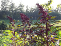 amaranth